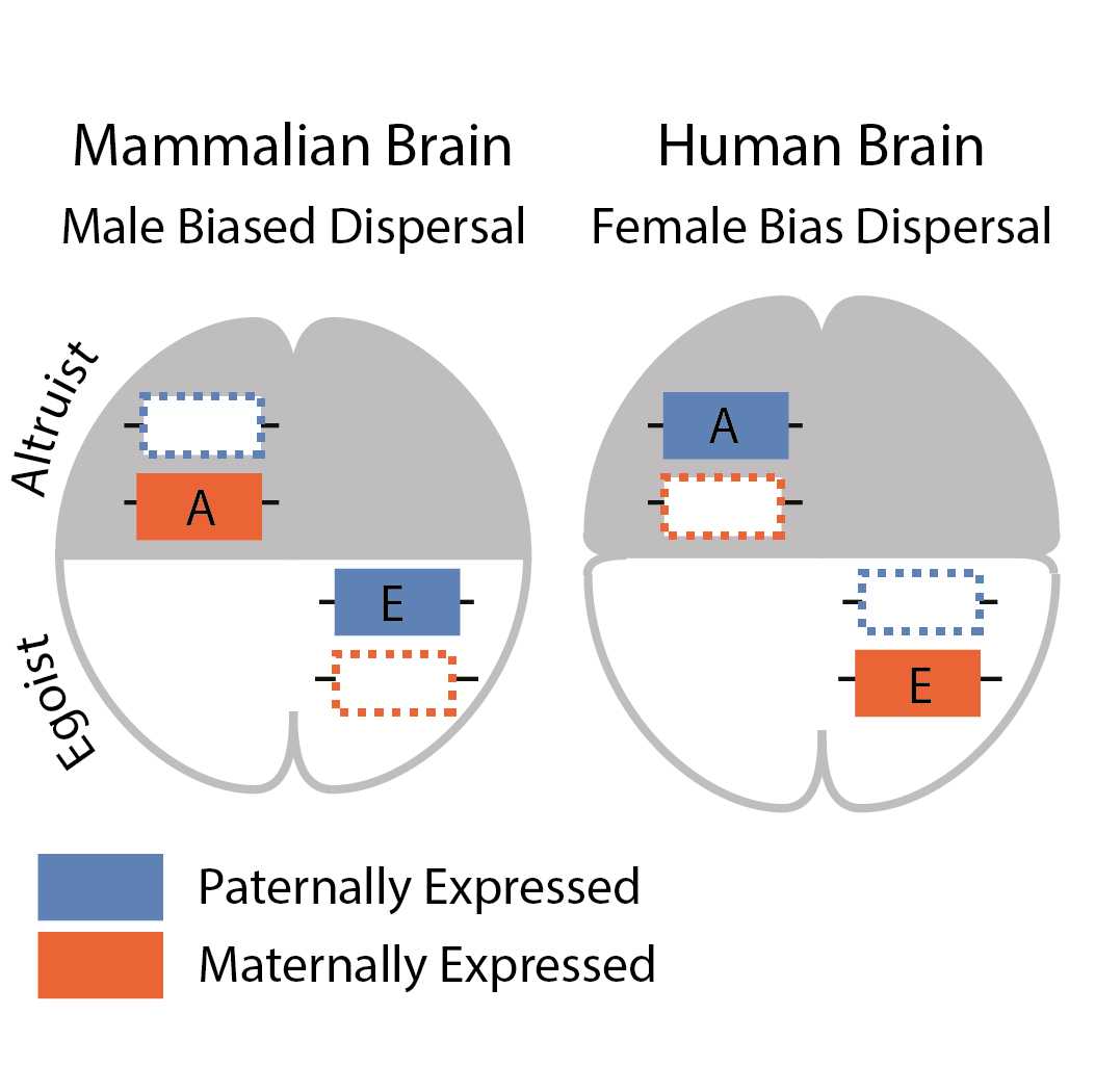 Paternally and maternally inherited egoistic or altruistic genes are expressed differentially in humans and other Mammals due to differences in sex-specific dispersion